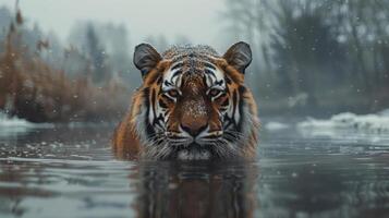 A majestic tiger swimming through a river with a contemplative expression. photo