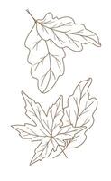 Fall leaves outline isolated on white. Autumn leaves line art. Leaf Line Art Illustration Hand Drawn. Fall Coloring Page with Leaves. Thanksgiving graphics vector