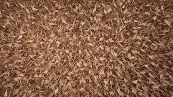 top view of dry leaves with texture as background. photo