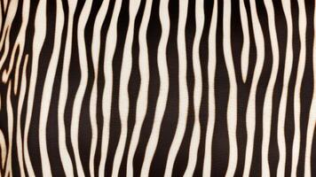Zebra skin pattern with texture as background. photo