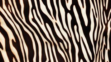 Zebra skin pattern with texture as background. photo