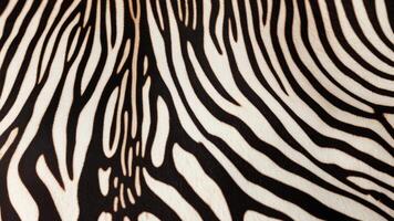 Zebra skin pattern with texture as background. photo