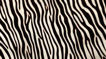 Zebra skin pattern with texture as background. photo