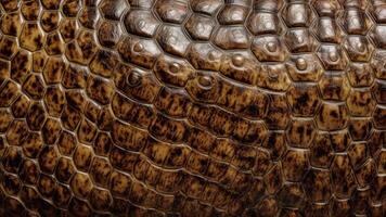 Crocodile skin pattern photo