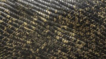 snake scale pattern photo
