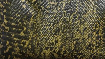 snake scale pattern photo
