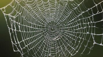 close-up of broken spider web photo