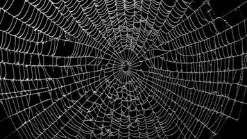 close-up of broken spider web photo