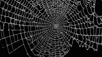 close-up of broken spider web photo