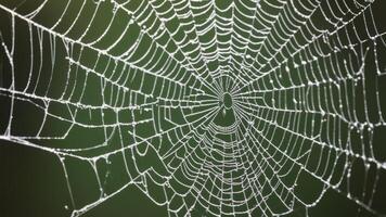 close-up of broken spider web photo