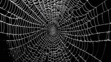 close-up of broken spider web photo