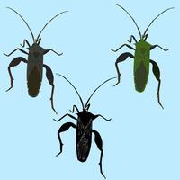 Three different types of bugs on a blue background vector