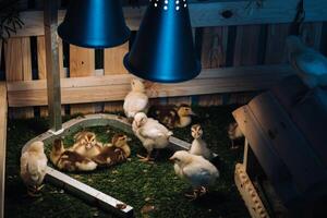 Small chickens and ducklings bask on the grass under a lamp in the yard photo