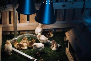 Small chickens and ducklings bask on the grass under a lamp in the yard photo