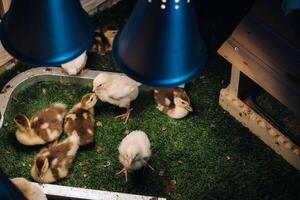 Small chickens and ducklings bask on the grass under a lamp in the yard photo