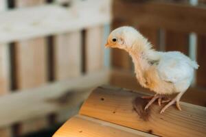 A small chicken stands on the roof of its house and basks in the sun photo