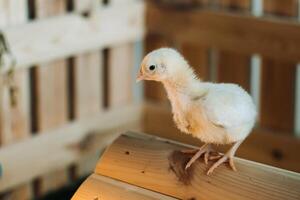 A small chicken stands on the roof of its house and basks in the sun photo