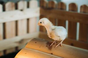 A small chicken stands on the roof of its house and basks in the sun photo