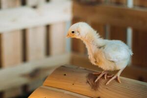 A small chicken stands on the roof of its house and basks in the sun photo
