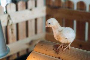A small chicken stands on the roof of its house and basks in the sun photo