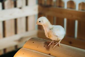 A small chicken stands on the roof of its house and basks in the sun photo