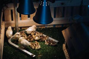 Small chickens and ducklings bask on the grass under a lamp in the yard photo
