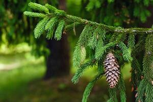 Spruce cone on a branch of a spruce tree in the forest in nature photo