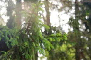 Spruce branch in the forest in nature photo