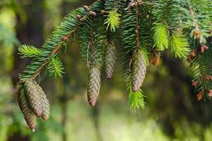 Spruce cone on a branch of a spruce tree in the forest in nature photo