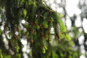 Spruce cone on a branch of a spruce tree in the forest in nature photo