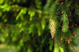 Spruce cone on a branch of a spruce tree in the forest in nature photo
