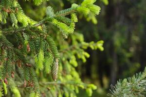 Spruce cone on a branch of a spruce tree in the forest in nature photo