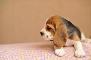 a small cute Beagle puppy looking to the side on the table lay.A Beagle puppy with a wrinkled face photo
