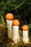 there are a lot of wild mushrooms of aspen and mosses lying in a bucket. Mushrooms in the forest. Mushroom picking photo