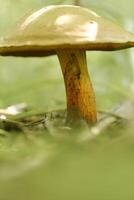A flywheel mushroom growing in the forest. Mushroom picking. Forest mushrooms photo