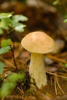 A white mushroom growing in the forest. Boletus mushroom in the wild forest photo
