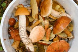 there are a lot of wild mushrooms of aspen and mosses lying in a bucket. Mushrooms in the forest. Mushroom picking photo