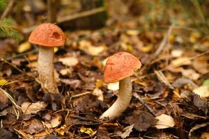Two red aspen trees grow in the forest. Mushrooms in the forest. Mushroom picking photo