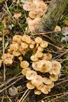 Forest edible mushrooms, honey mushrooms, grow in the forest on an old tree photo