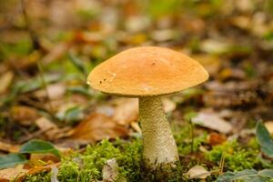 A large aspen mushroom with an orange cap grows in the autumn forest. Mushrooms in the forest. Mushroom picking photo
