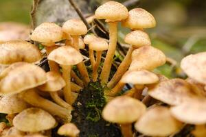 Forest edible mushrooms, honey mushrooms, grow in the forest on an old tree photo