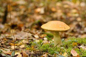 A large aspen mushroom with an orange cap grows in the autumn forest. Mushrooms in the forest. Mushroom picking photo