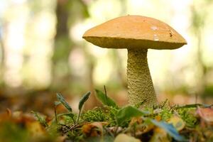 A large aspen mushroom with an orange cap grows in the autumn forest. Mushrooms in the forest. Mushroom picking photo