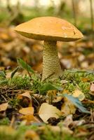 A large aspen mushroom with an orange cap grows in the autumn forest. Mushrooms in the forest. Mushroom picking photo