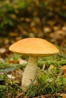 A large aspen mushroom with an orange cap grows in the autumn forest. Mushrooms in the forest. Mushroom picking photo