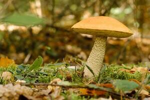 A large aspen mushroom with an orange cap grows in the autumn forest. Mushrooms in the forest. Mushroom picking photo