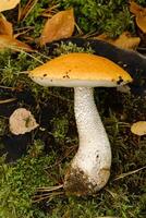 A large aspen mushroom with an orange cap grows in the autumn forest. Mushrooms in the forest. Mushroom picking photo