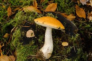 A large aspen mushroom with an orange cap grows in the autumn forest. Mushrooms in the forest. Mushroom picking photo