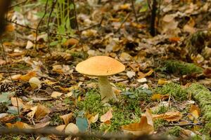 A large aspen mushroom with an orange cap grows in the autumn forest. Mushrooms in the forest. Mushroom picking photo