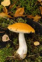 A large aspen mushroom with an orange cap grows in the autumn forest. Mushrooms in the forest. Mushroom picking photo